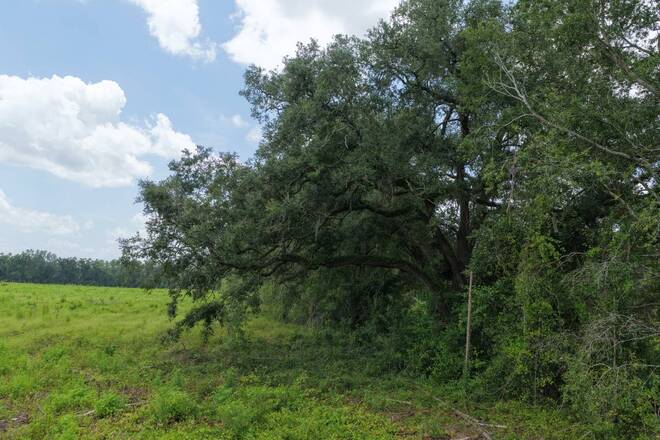 Vacant 161st Road, Live Oak, FL 32060