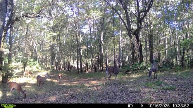 0 Fairbanks Ferry Road, Tallahassee, FL 32312